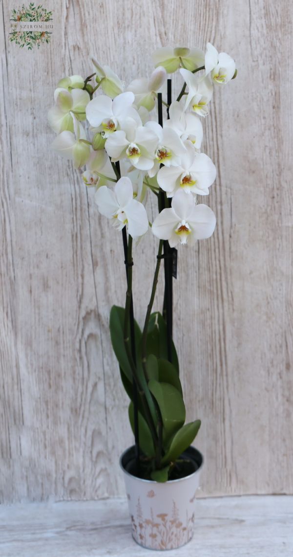 Fehér phalaenopsis orchidea kaspóval