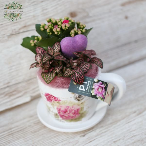 Növény összeültetés bögrében 