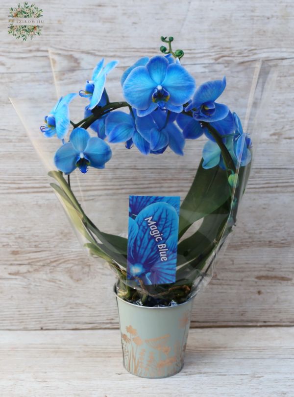 Blaue Phalaenopsis-Orchidee in Ringform im Topf