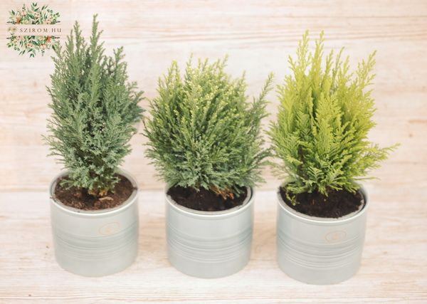 3 Stück  Chamaecyparis im Topf (Garten)