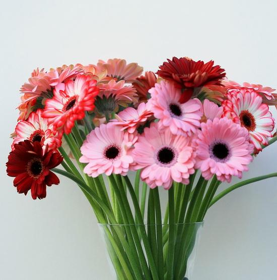 30 mini gerbera daisies in a vase