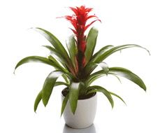 Guzmania in ceramic pot - indoor plant<break>in various color