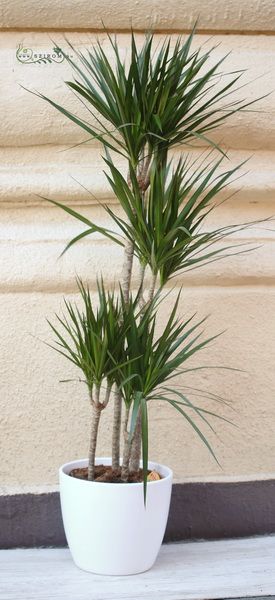 4-stieliger Dracena in einem Topf 160cm