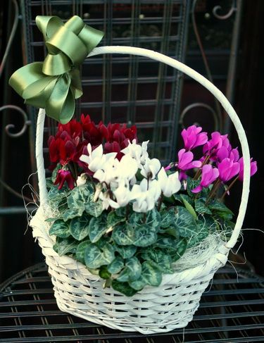 basket of cyclamens - indoor plants
