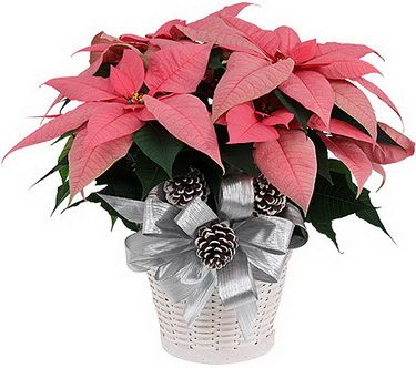 Euphorbia pulcherrima (Poinsettia) in pot