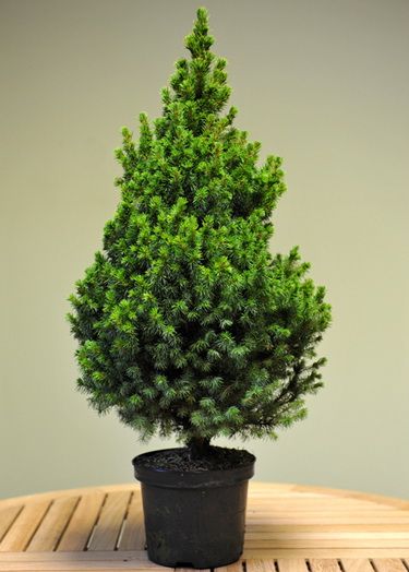 cukorsüveg fenyő (50cm) - kültéri növény