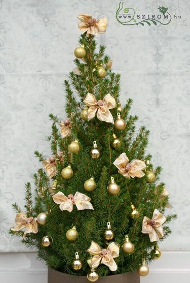 cukorsüveg fenyő, feldíszítve (50cm) - kültéri növény