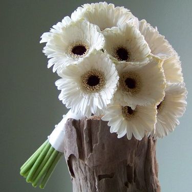 White gerbera daisies