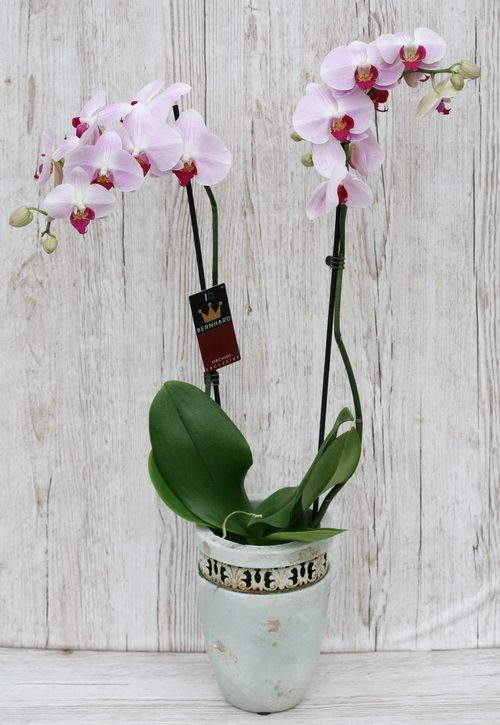 pink Phalaenopsis orchid in pot - indoor plant