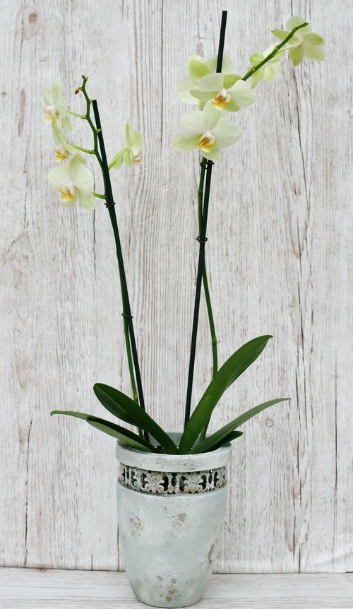 green/yellowish Phalaenopsis orchid in pot - indoor plant