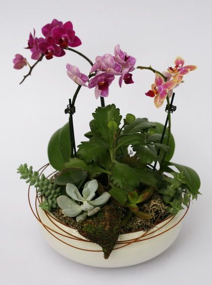 mini orchideák és pozsgások - beltéri virágok
