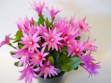 húsvéti kaktusz kaspóval (15cm) - beltéri növény 
