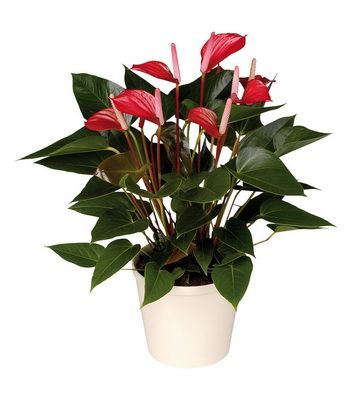 red anthurium with a pot - indoor plant