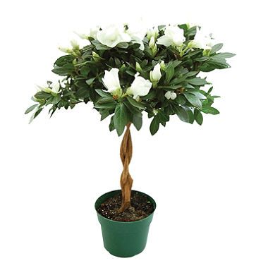  azalea tree in different colors with ceramic pot - can be kept indoors or outdoors