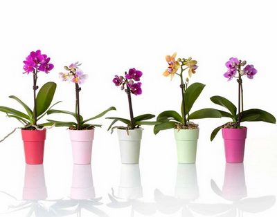 1 piece of mini Phalenopsis orchid plant with small ceramic pot - indoor plant