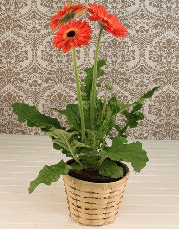 gerbera in a pot - indoor plant