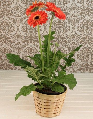 cserepes gerbera kaspóval - beltéri növény