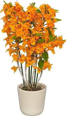 orange dendrobium with ceramic pot - indoor plant