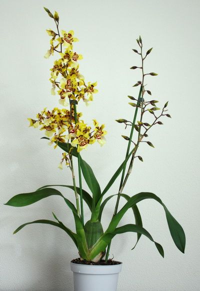 cambria orchidea kaspóban - beltéri növény