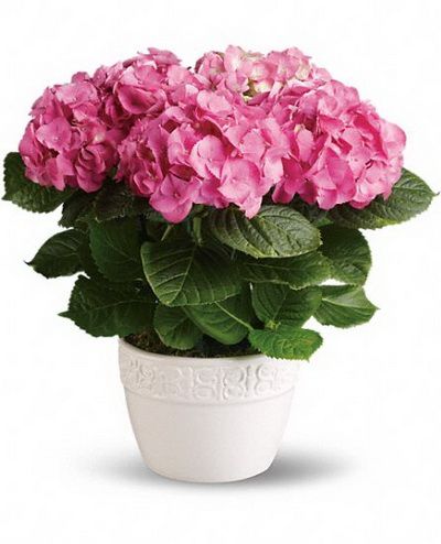 rosafarbige Hortensie im Keramictopf - Balkonpflanze