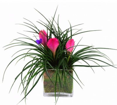 3 Tillandsia cyanea Pflanzen in einem Glaswürfel - Zimmerpflanze