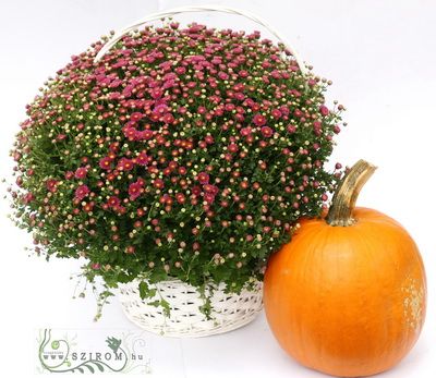 giant chrysantemum (in various color) in basket with pumpkin - balcony plant