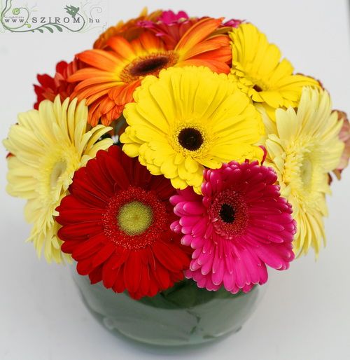 glass ball with gerbera daisies (12 stems)