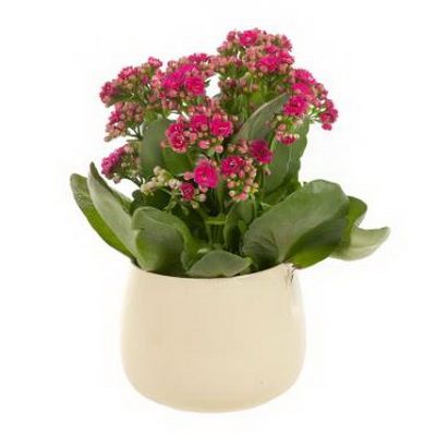 roter Kalanchoe in einem Keramiktopf - Zimmerpflanze