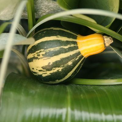 Mini-Kürbis im Bouquet (4-7cm)