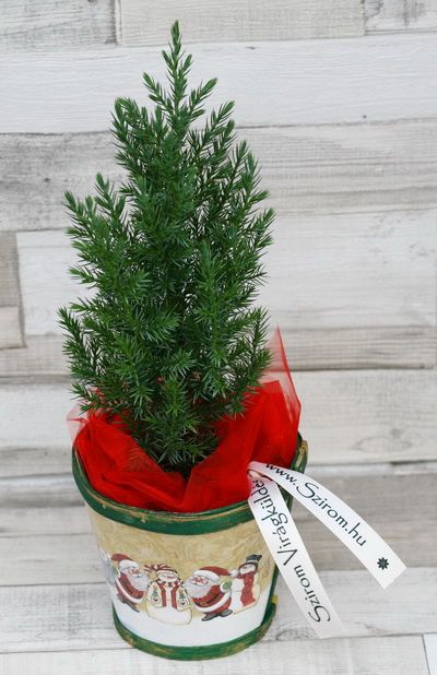 Kiefer mit topf (30cm) - Außenpflanze