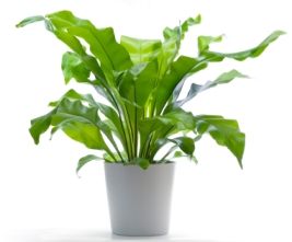 Asplenium im Topf (t:17 cm, h:65cm) - Zimmerpflanze