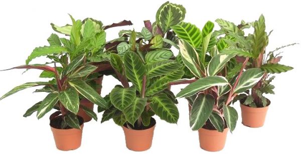 Calathea mix (1db) kaspóval ( cs:19cm, m:85cm) - szobanövény