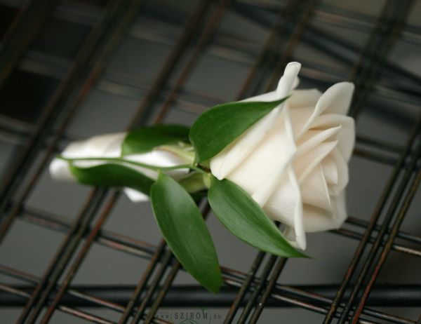 Boutonniere of rose (white)