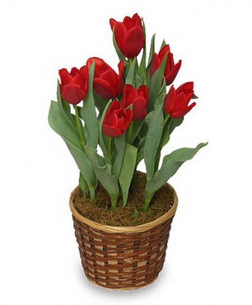 Hagymás tulipánok kosárban - balkon növény