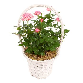 rózsa kosárban változó színekben <br>(17cm) -  balkonon tartható