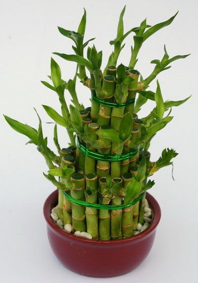 bambusz<br>(20cm) - szobanövény