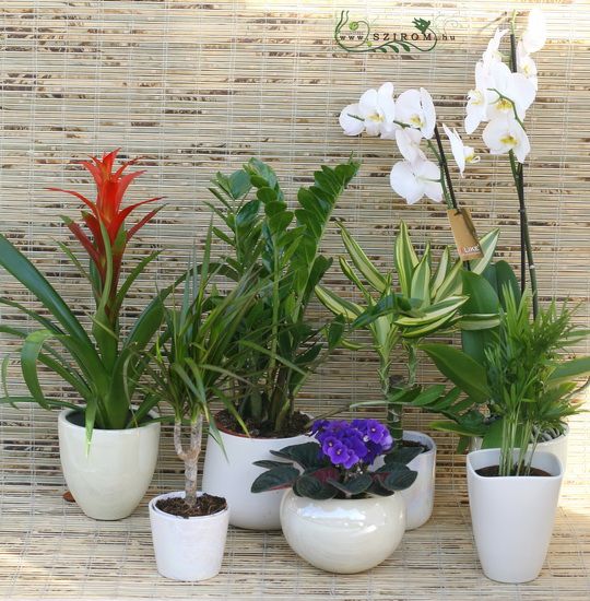 Office / home plant set 