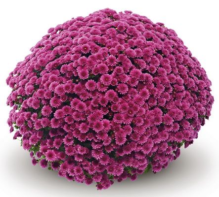 garden mums (Chrysantheme) in Topf, pink