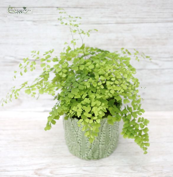 Adiantum Fragrans im Topf