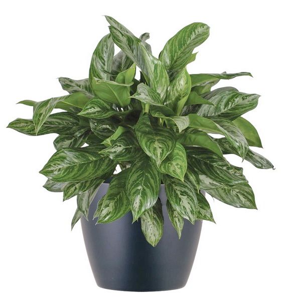 Aglaonema (p:27cm, h:75cm)