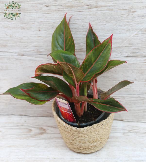 Aglaonema (rákvirág) kaspóban  (18cm)
