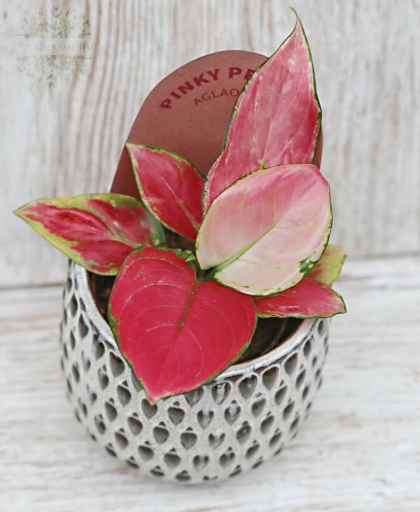 Agleonema EasyCare with pot ( room plant )