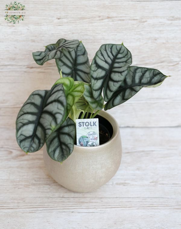 Alocasia dragon scale mit Kaspo (40cm)