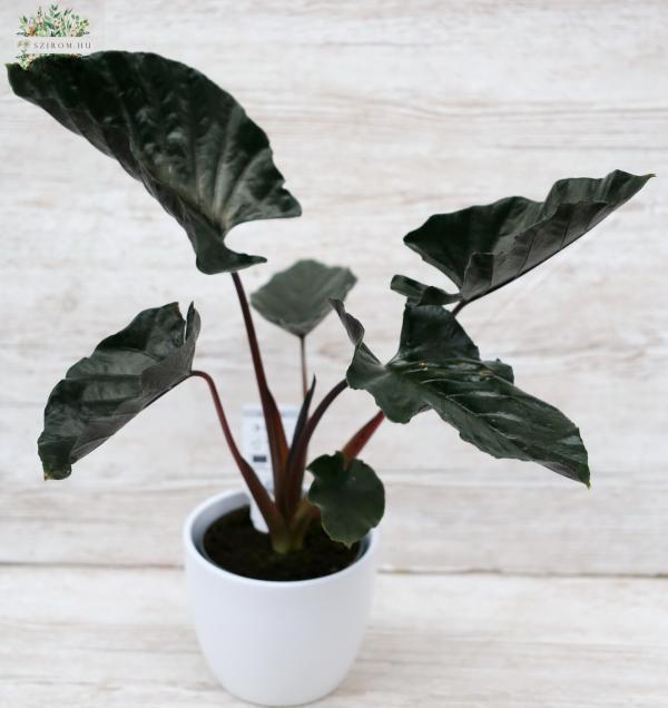 Alocasia im Topf