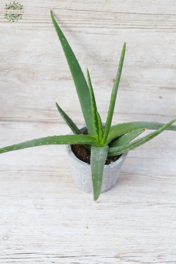 Aloe mit topf
