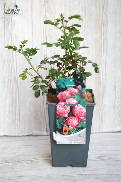 englische Rose zum Pflanzen