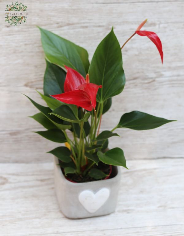 Anthurium banderola kaspóval (27cm)