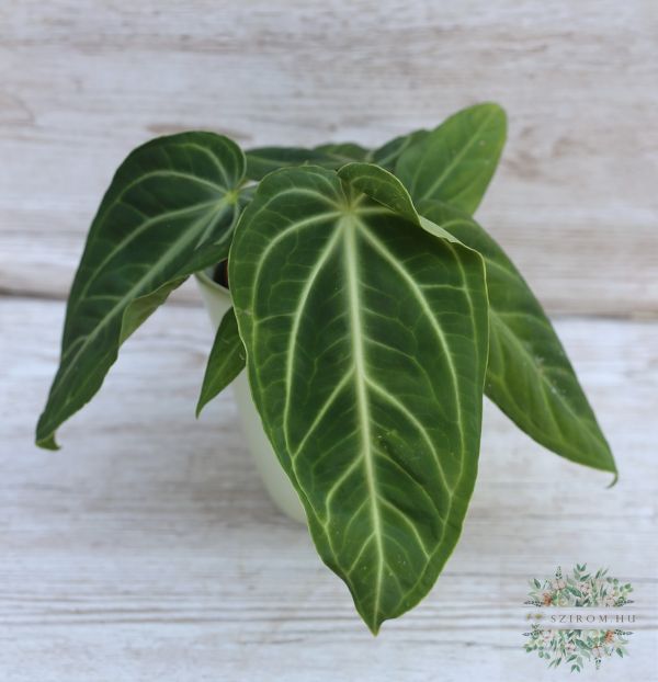 Anthurium clarinervium im Topf