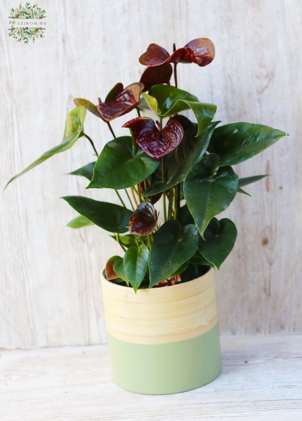 Anthurium Essencia (mélybordó)