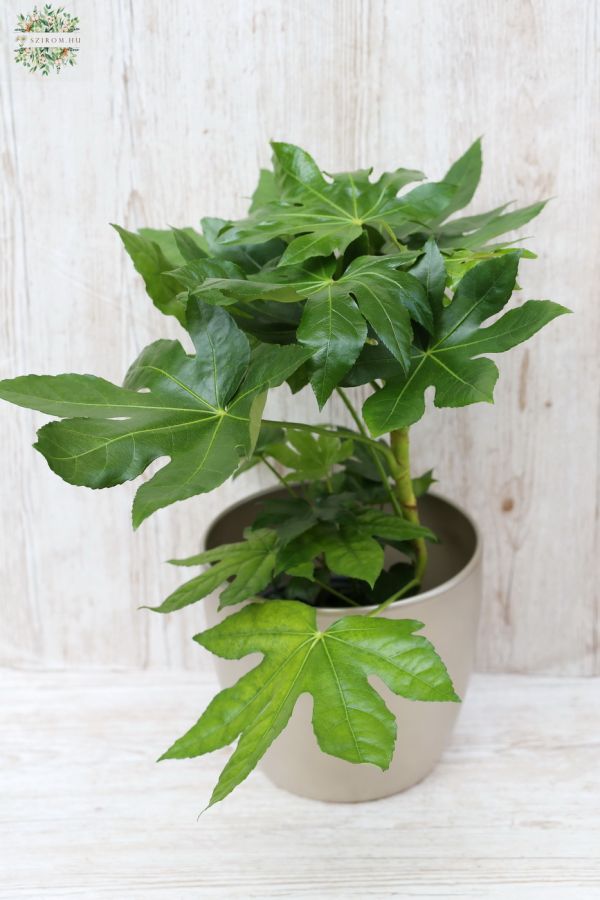 Aralia im Topf 35cm